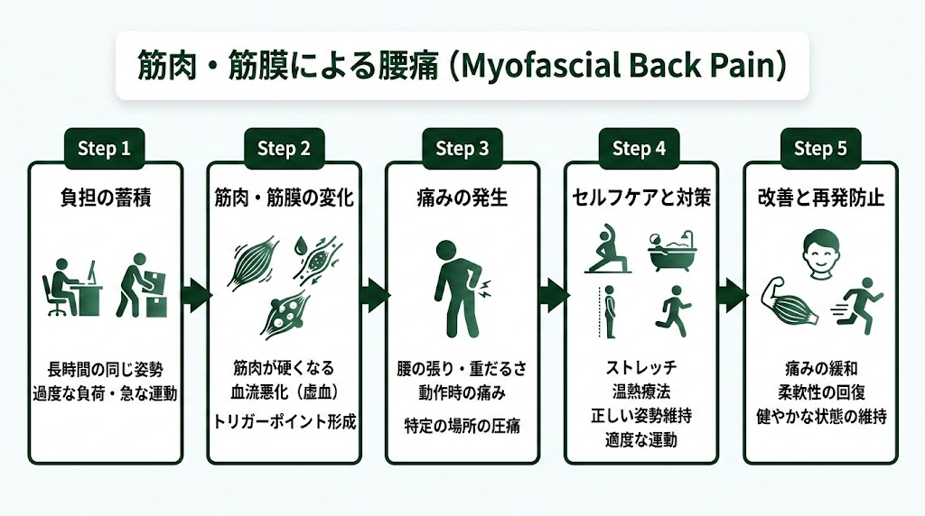 【タイプ1】筋肉・筋膜が原因の腰痛の図解